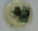 aspergillus04