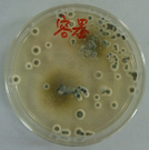 Aspergillus01