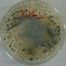 Aspergillus02