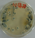 aspergillus03