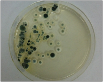 aspergillus07