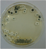 aspergillus08