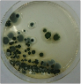 aspergillus09