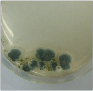 aspergillus10