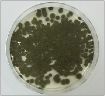 aspergillus11